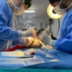 Bursa Osmangazi’de ayda ortalama 200 kedi kısırlaştırılıyor