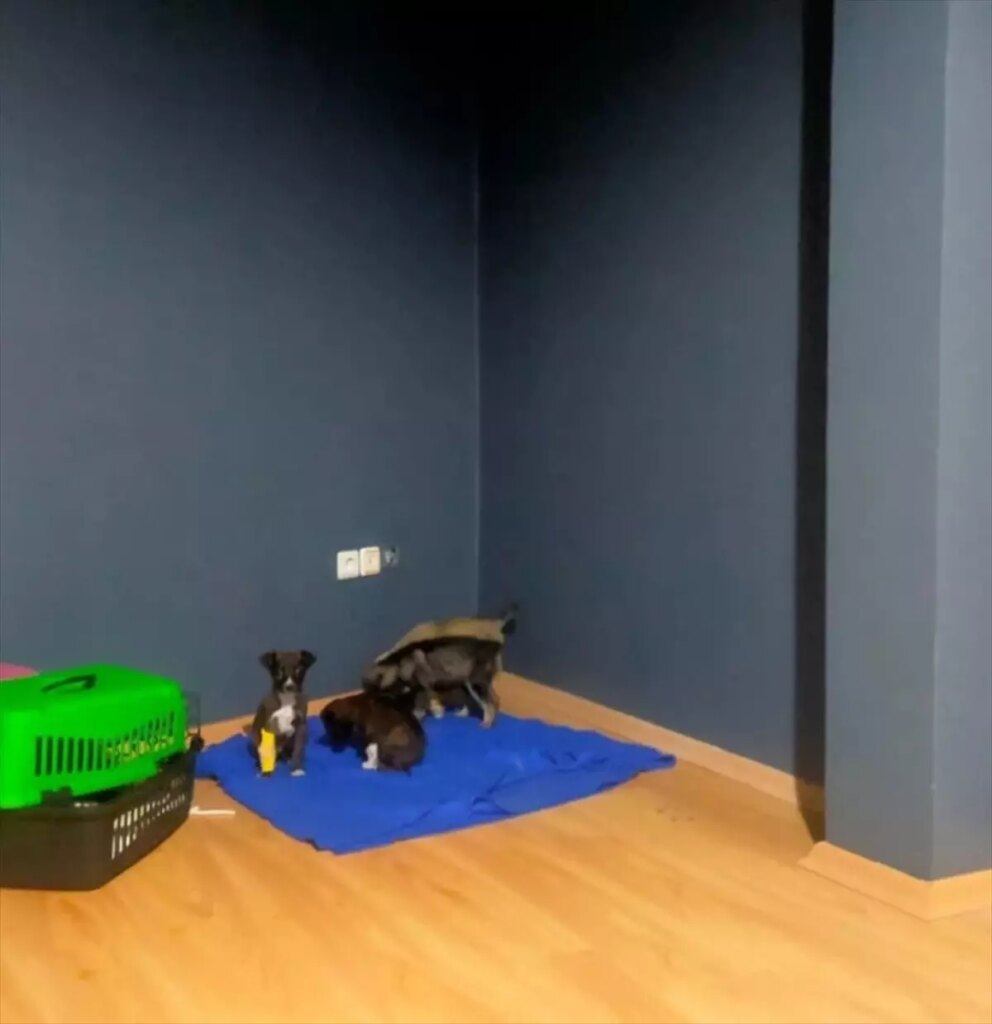 Edirne’de Köpek Yavruları Çöp Konteynerine Atıldı